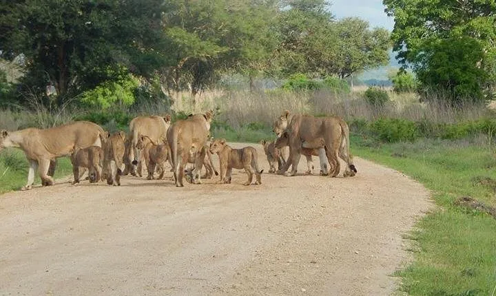 5 Days safari Selous GR and Mikumi NP