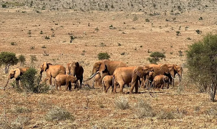 Private 3 Days Train Package Lumo Conservancy (Taita Hills)