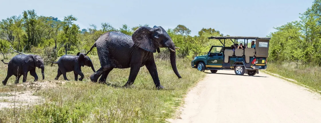 Kruger National Park full-day safari from Hazyview
