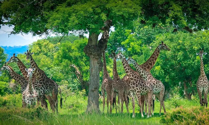 2 Day Mikumi Safari Private Tour from Dar es Salaam