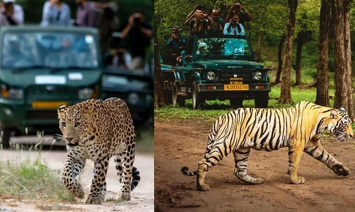 5 Days Golden Triangle with Ranthambore & Leopard Safari Tour