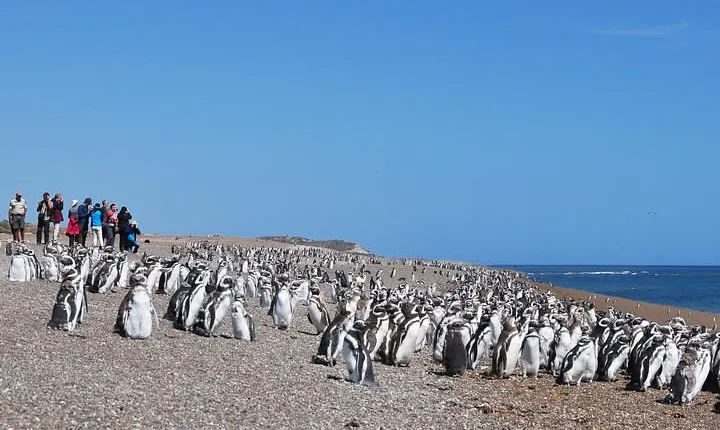Peninsula Valdes Penguin Exploration & Punta Norte