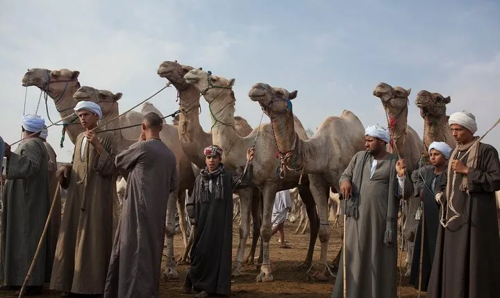 Cairo Unusual Day Tour Visit Camel Market in Birqash