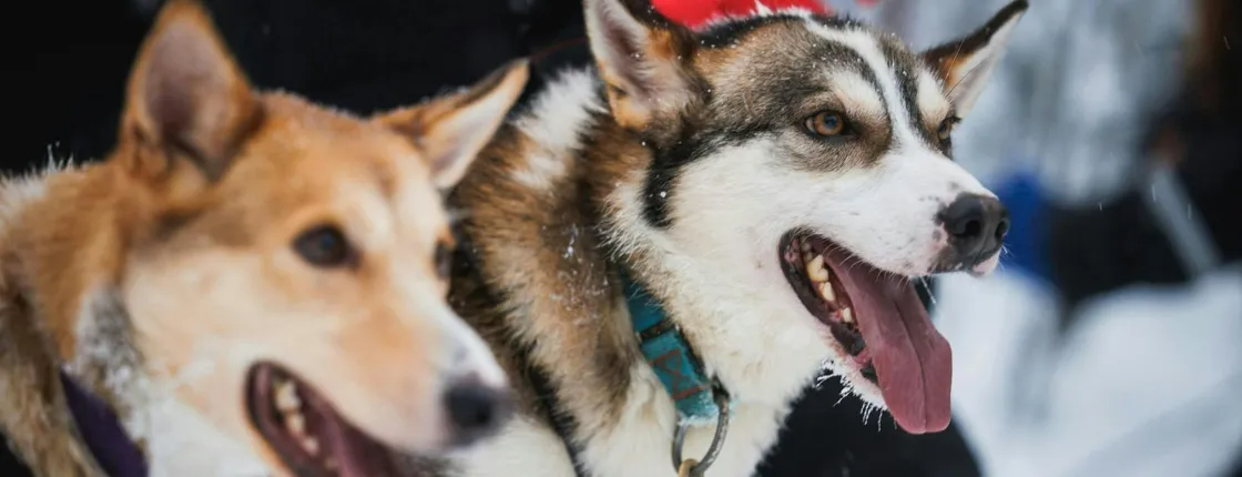 Santa Claus Village, Reindeer and Husky Farm Tour with Snowmobiling