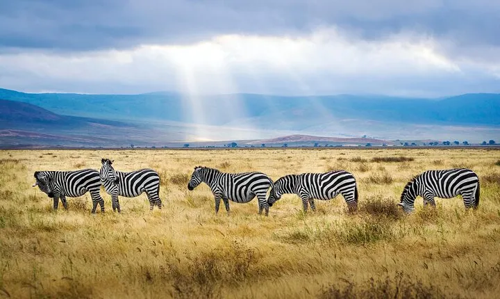 5-Day Majestic Tanzania Safari - High End All Inclusive