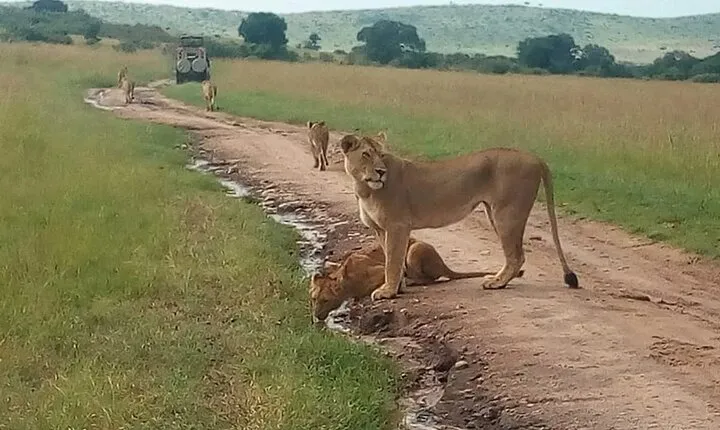 Nairobi national park and baby elephants, free airport pick up
