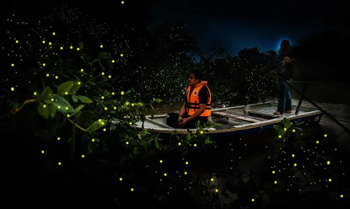 'Kelip Kelip' Fireflies & Batu Caves Tour include Seafood Dinner & Boat Ride