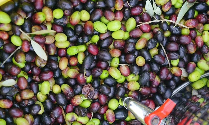 Tuscany Olive Oil Coffee & Wine Small Group Tour from Florence