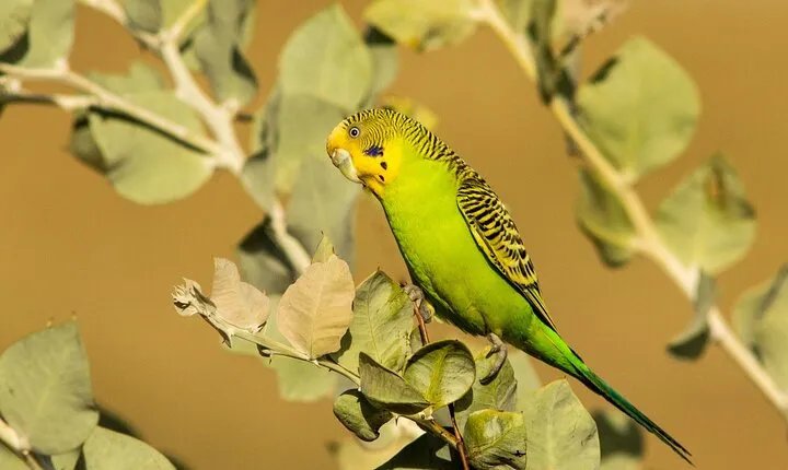 Pilbara Bird Tours