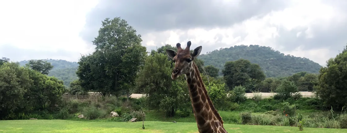 Half day Lion and Safari Park Tour