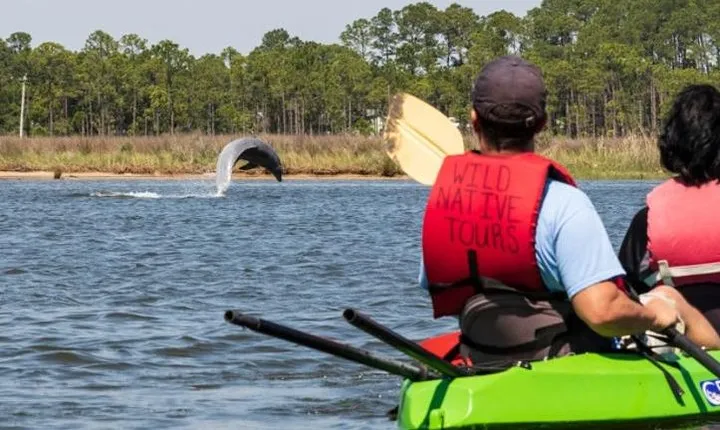 Dolphins and Wildlife Kayak Experience from Gulf Shores