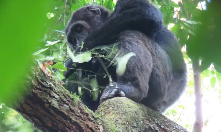 3-Day Chimpanzee Trekking Safari in Kibale Forest