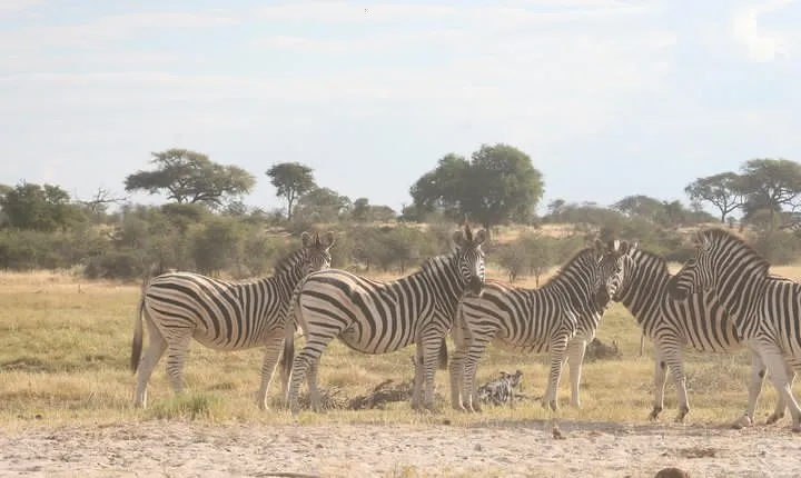 Zebra Trail Makgadikgadi Day Trip