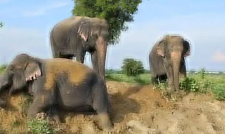 Guided Tour To Tajmahal - Agra Fort & Wildlife SOS & Drop Jaipur