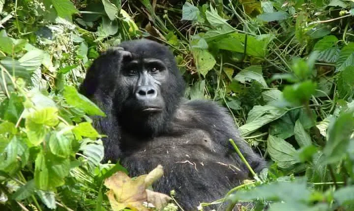 6 Day Gorilla tracking and Wildlife Safari