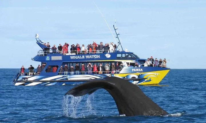 Whale Watching By TUK TUK From Galle