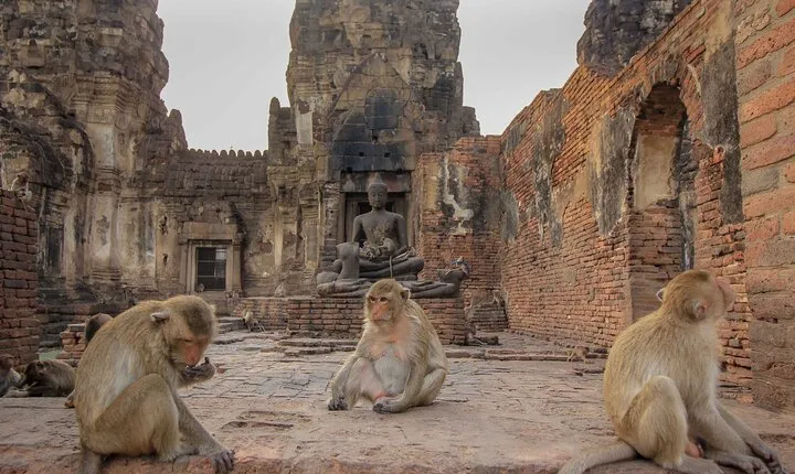 From Delhi: Monkey Temple and Jaipur City Tour By Car
