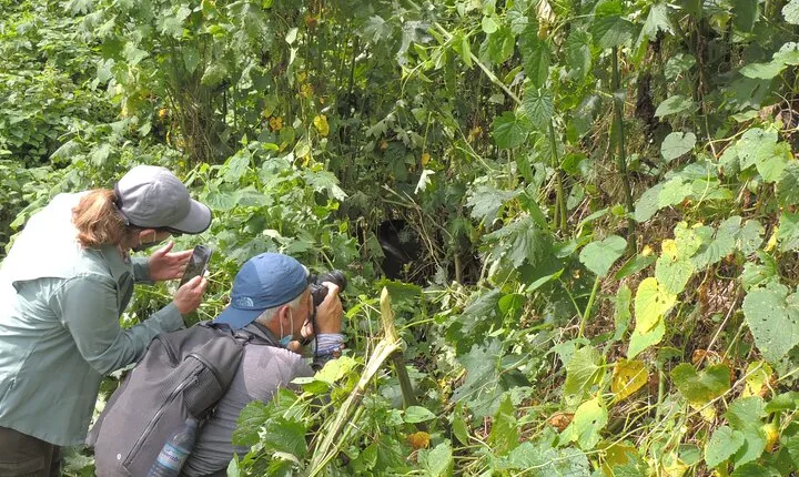 Eight Days Uganda Primate Trekking and Game Safari.