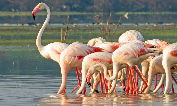 Bundala National Park Private Safari