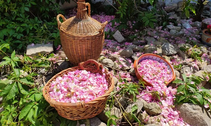 Rose Jam Workshop and Leavening of Authentic Yoghurt in a Traditional House