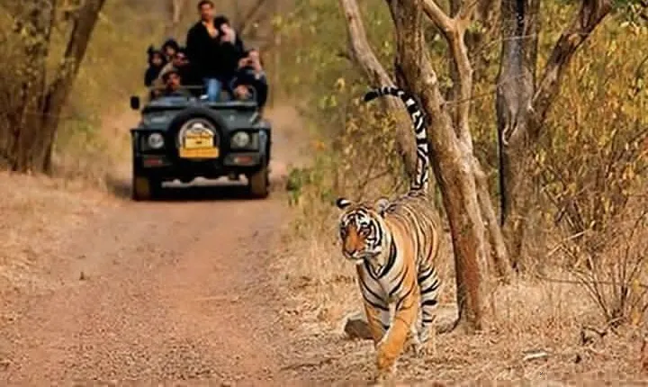 Private Tour from Delhi to Sariska Safari and Jaipur (1N/2D)