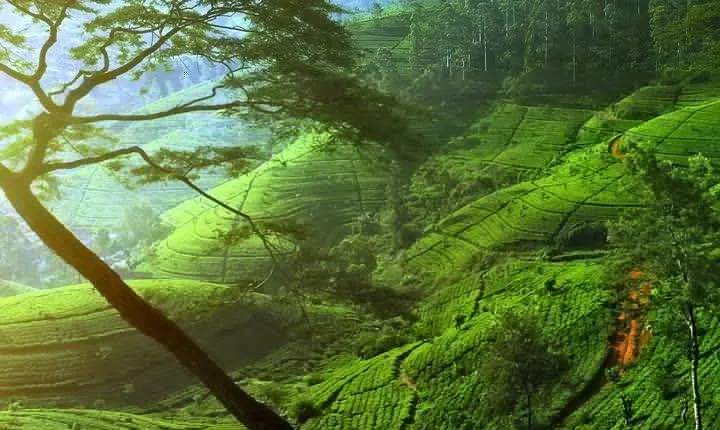 Day Trip to Nuwara Eliya with Kingfisher Tours