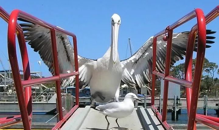 Albany Wildlife and Scenic Cruise