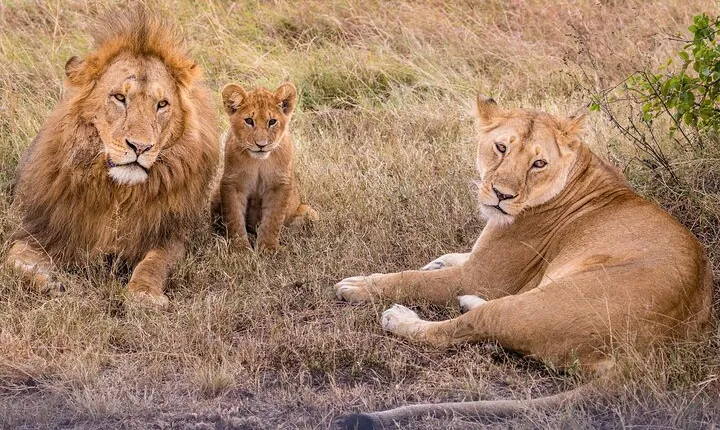 4-Day Simba Safari - Mid Range Tour