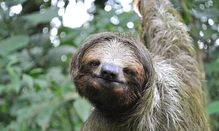 La Fortuna Wildlife Safari Float Tour