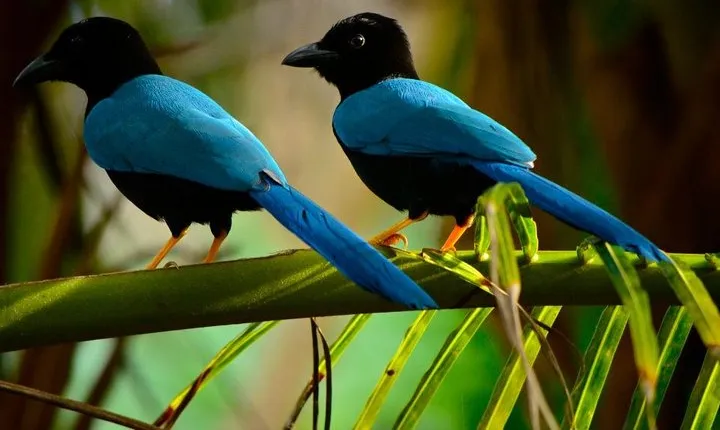Birdwatching in Coba from Tulum - Shared Group Tour
