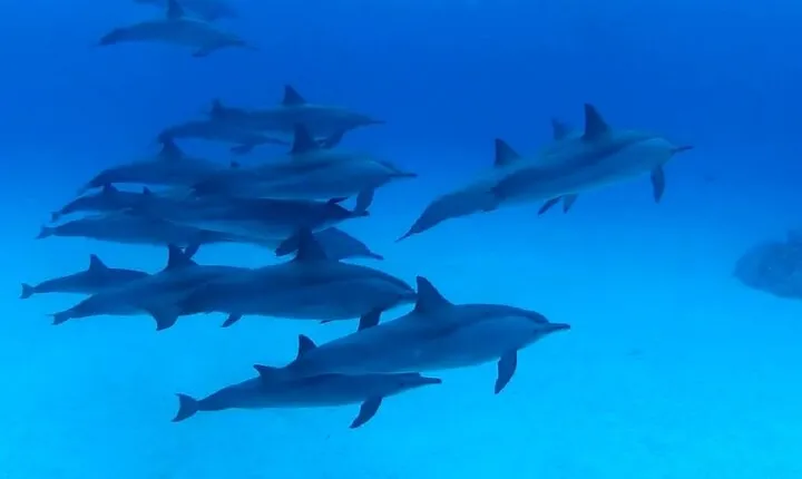 Dolphin House Sea Trip with Snorkeling Adventure - Marsa Alam
