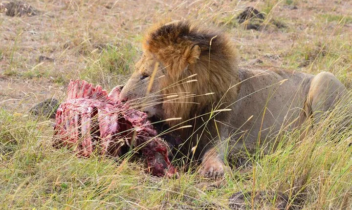 8 Days Safari to Maasai Mara , Serengeti, Ngorongoro, Tarangire-Mid range