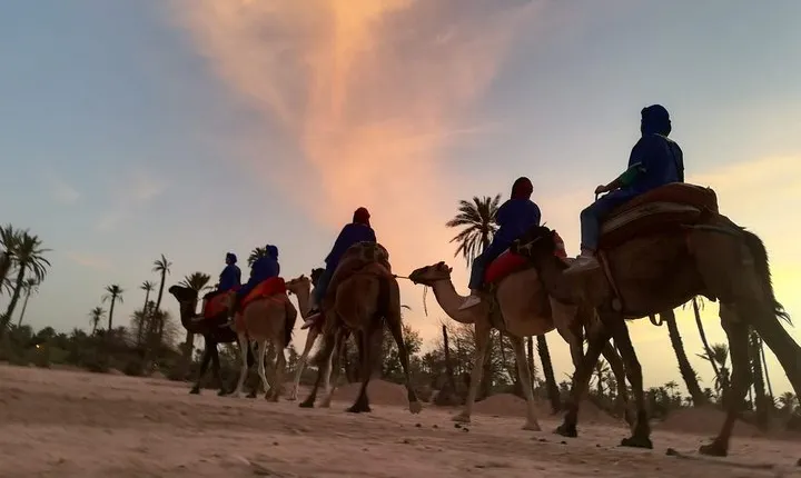 Sunset Camel Ride in the Palm Grove Of Marrakech