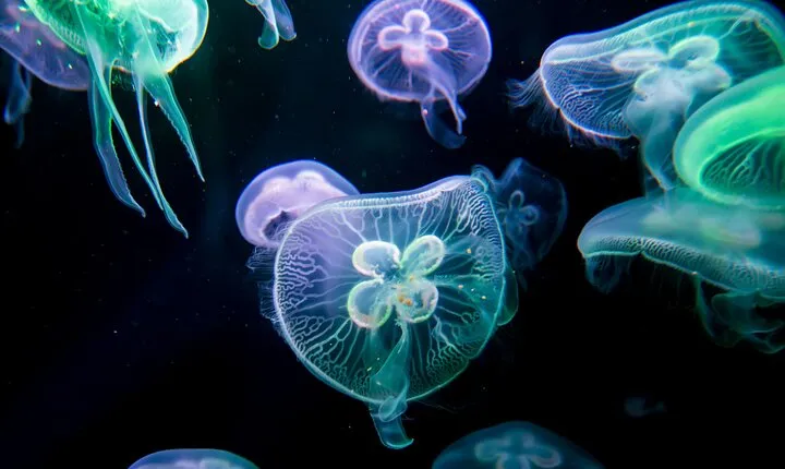 Alanya: Aquarium, Wax Museum, Snow World, Wild Park, XD Cinema