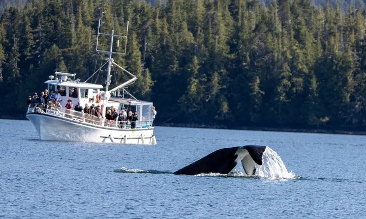Wildlife Viewing, Sightseeing and Whale Watching Quest