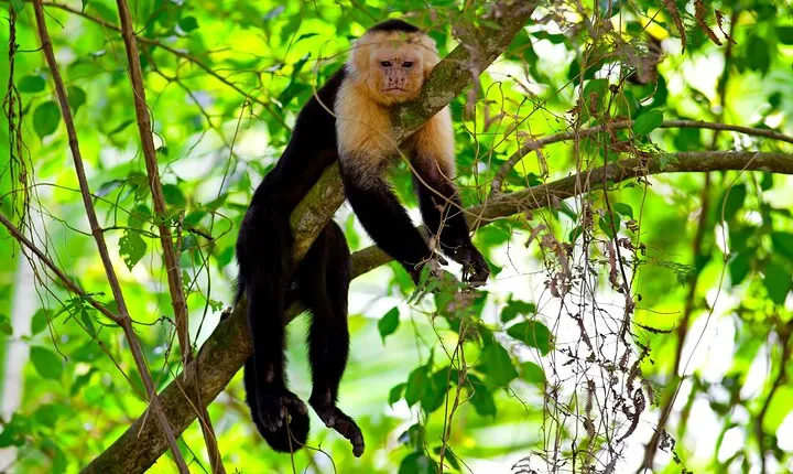 Roatan Excursion, Monkey and Sloth with Chocolate and Rum Tasting