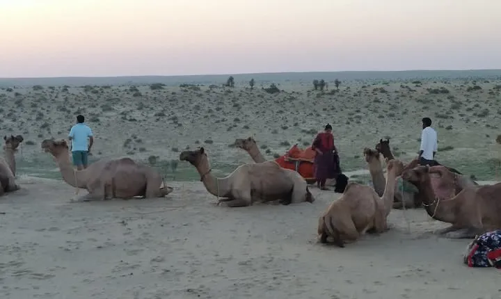 Camel Safari