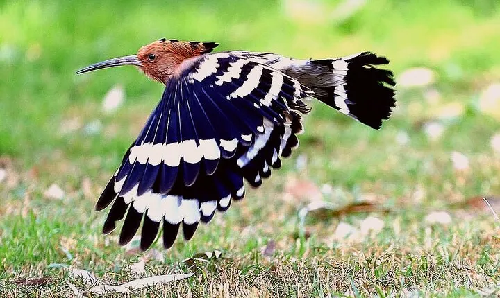 Private Half-Day Bird Watching Tour in Aswan