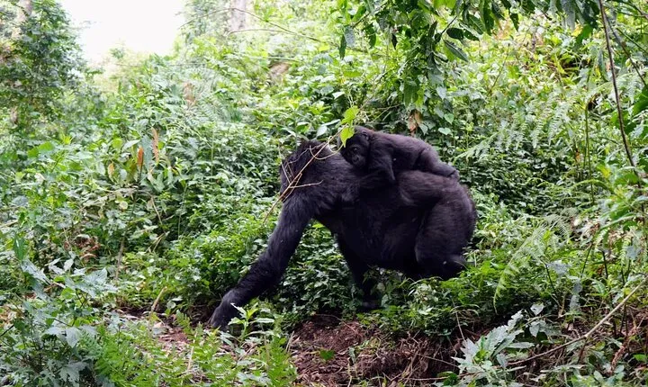 3-Day Gorillas And Golden Monkeys Tracking at Volcanoes NP