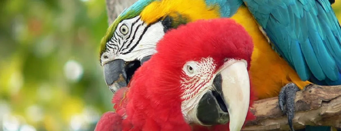 Central Florida Zoo and Botanical Gardens skip-the-line ticket