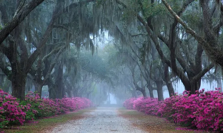 2-Hour Bonaventure Cemetery Walking Tour