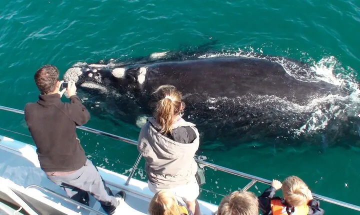 Whale Watching Wine Tasting and Penguins From Cape Town - Private Tour