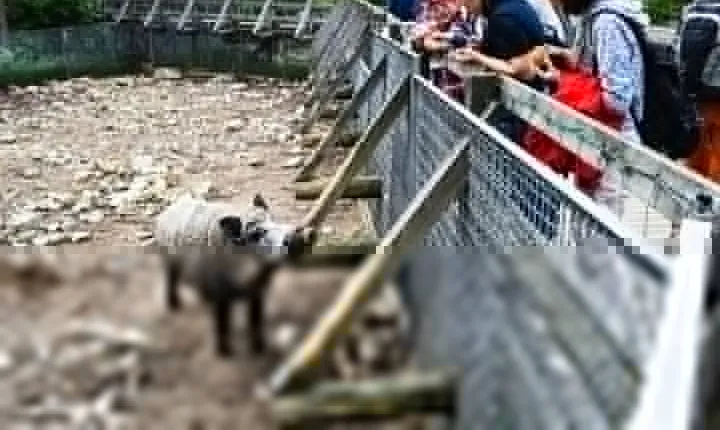 Day Trip to Ranua Arctic Wildlife Park from Rovaniemi