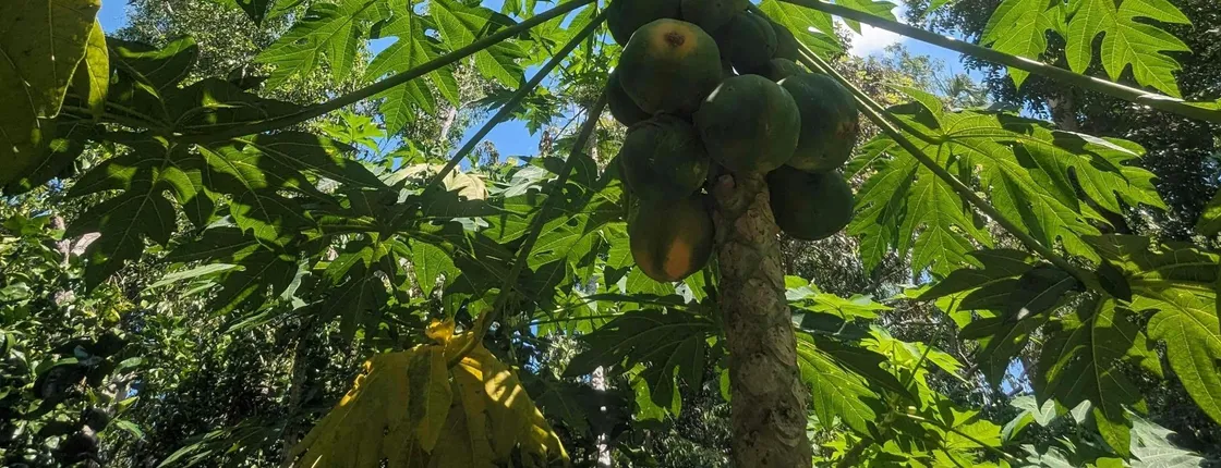 Private Guided Tour of Darwin's Tropical Gardens and City Highlights