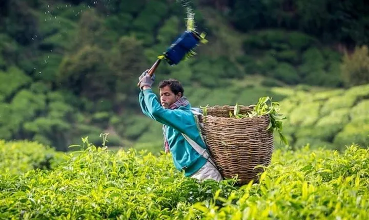 Cameron Highlands Full Day Tour From KL (PRIVATE TOUR)