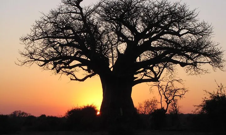 6-Day Cultural Tour in Nxai Pan