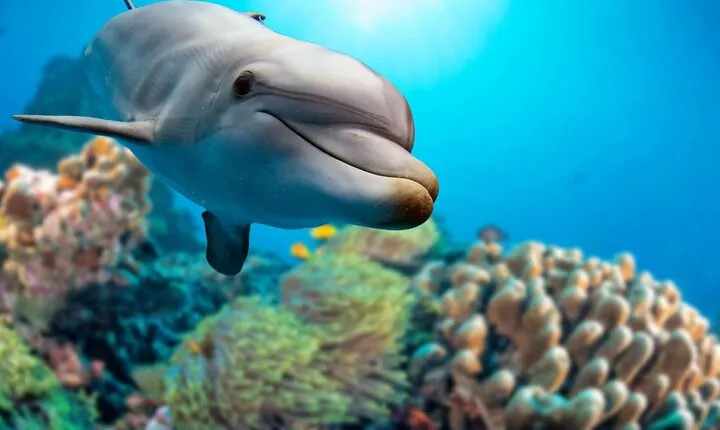 Private Boat Full Day Swimming With Dolphins Trip - Hurghada