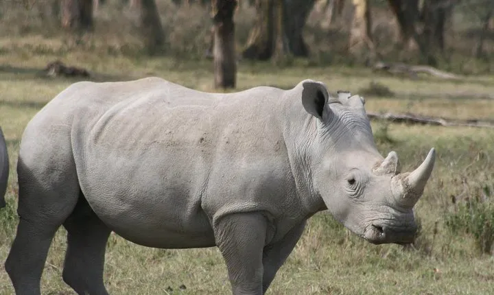 Nairobi National Park Half Day Tour From Nairobi