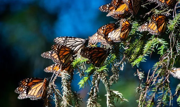 Monarch Butterfly Tour (Departing from Morelia)