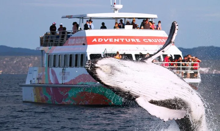 World class Whale Watching from Hervey Bay